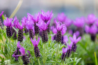 Organic French Lavender